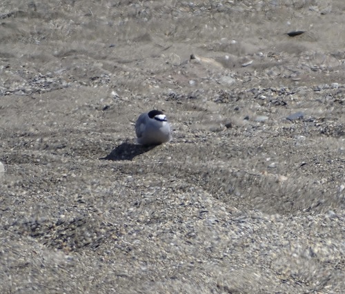 Aleutian Tern (Onychoprion aleuticus)