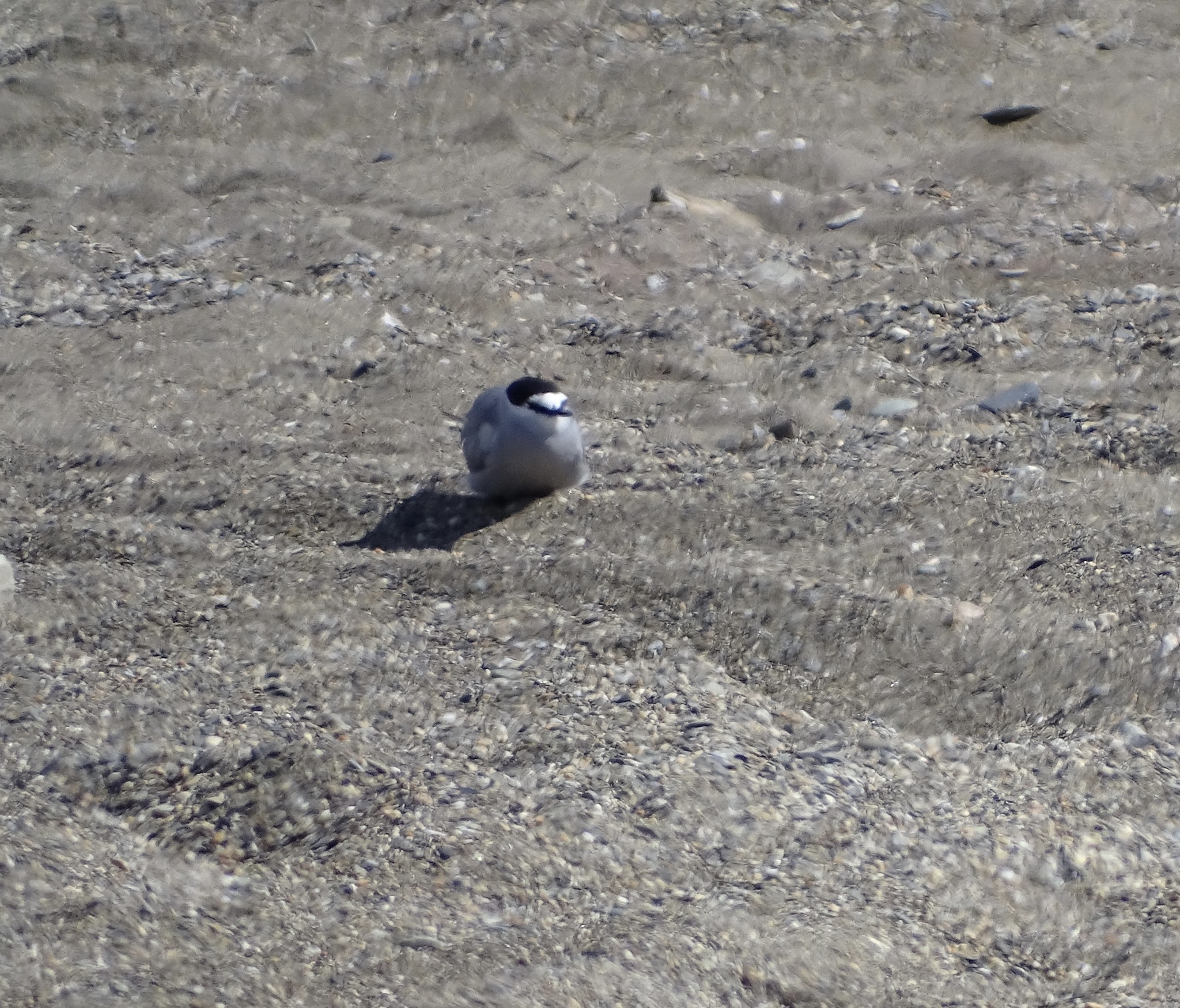 Aleutian Tern (Onychoprion aleuticus), photo 1