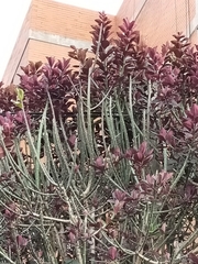 Euphorbia cotinifolia