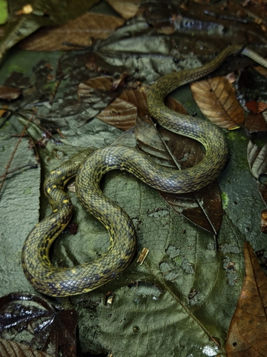 Opisthotropis cheni