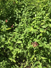 Lonicera sempervirens