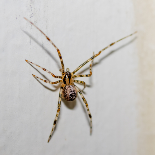 Tent Cobweb Weaver photo 5