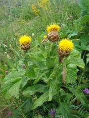 Centaurea macrocephala