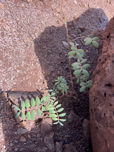Euphorbia celastroides observed 2026-06-24