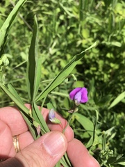 Lathyrus hirsutus