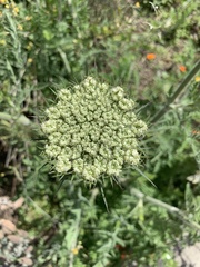 Daucus pusillus