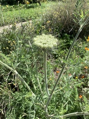 Daucus pusillus