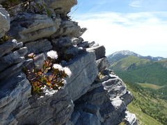 Veronica decumbens
