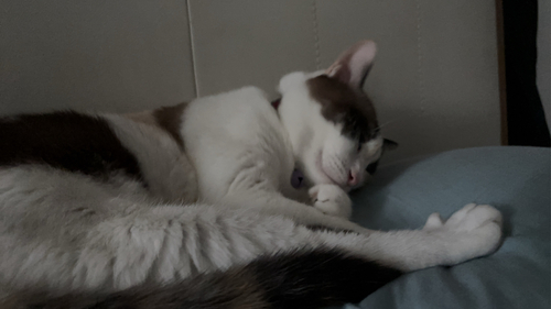 Domestic Cat