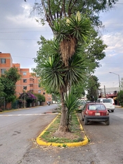 Yucca