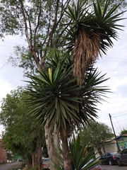Yucca