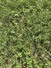 Bouteloua dactyloides