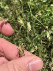 Bouteloua dactyloides