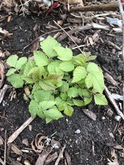 Rubus idaeus idaeus