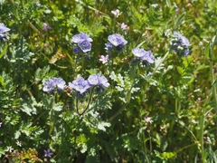 Phacelia ciliata ciliata