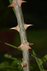 Erythrina mulungu