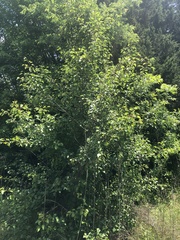 Pyrus calleryana