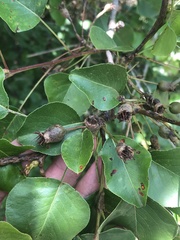 Pyrus calleryana