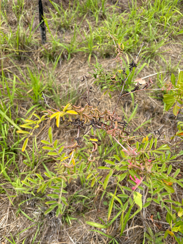 Indigofera suffruticosa observed 2026-06-24