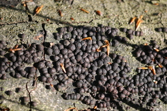 Jackrogersella cohaerens