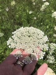Daucus carota