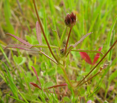Trifolium oliganthum