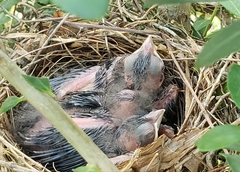Cardinalis cardinalis