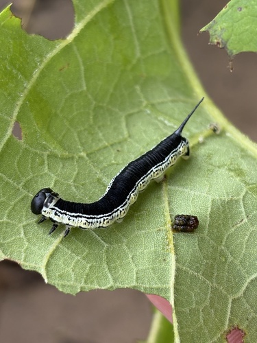 Catalpa Sphinx