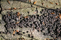 Jackrogersella cohaerens