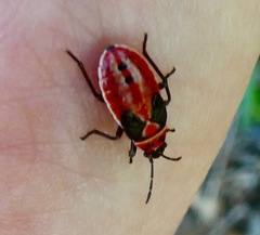 Lygaeus kalmii