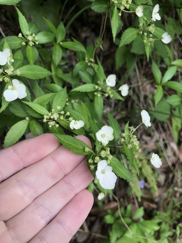 Hydrangea luteovenosa iNat (2)