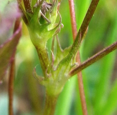 Trifolium oliganthum