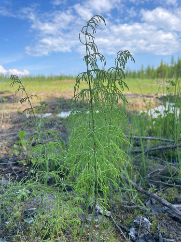 wood horsetail