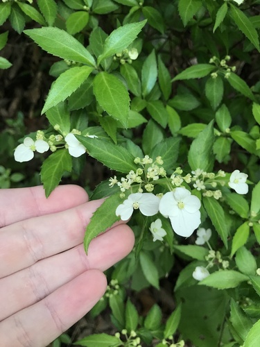 Hydrangea luteovenosa, photograph 2