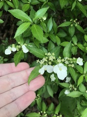 Hydrangea luteovenosa, photograph author not stated, no rights reserved