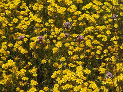 Castilleja densiflora
