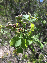 Rhus aromatica aromatica