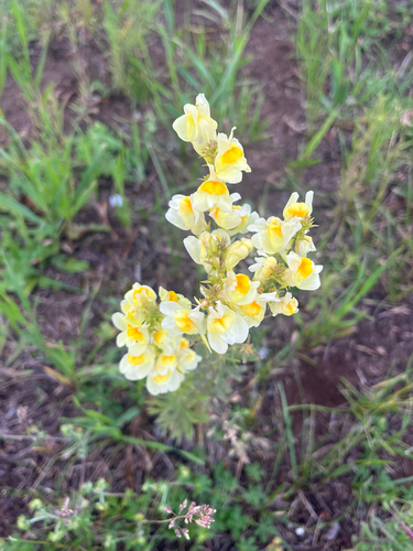 common toadflax