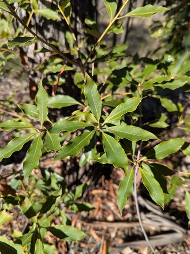 Australian Cheesewood