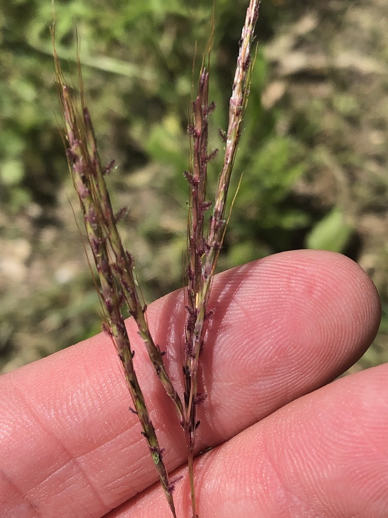King Ranch Bluestem (Invasive Species of Texas) · iNaturalist