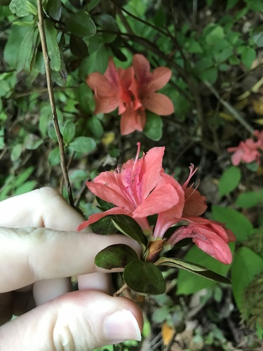 Rhododendron kaempferi