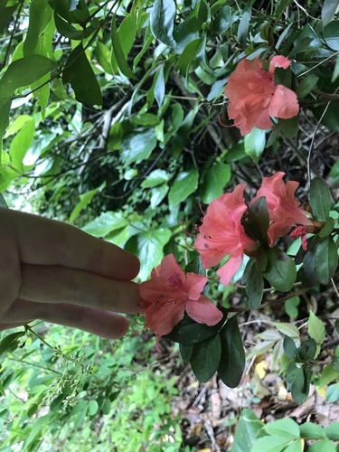 Rhododendron kaempferi, photograph 2