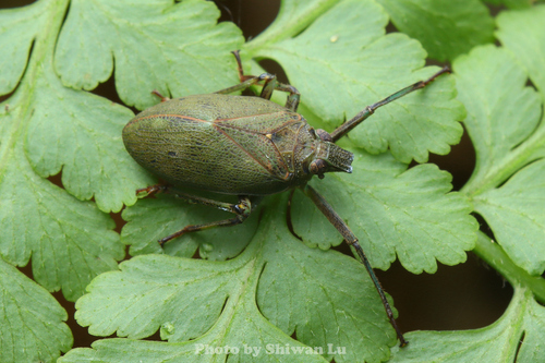 Fortunia byrrhoides