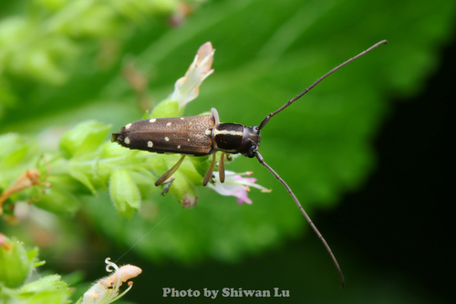 Glenea relicta