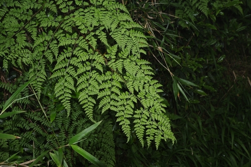 Athyrium atkinsonii observed 2026-06-24