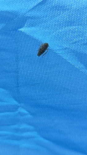 iNaturalist observation photo of Deltocephalinae