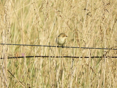 Polystictus pectoralis