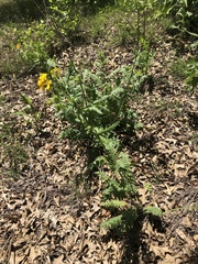 Engelmannia peristenia