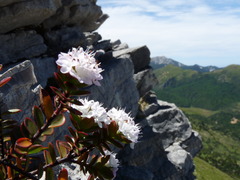 Veronica decumbens