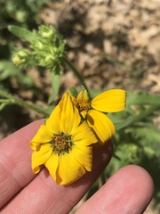 Engelmannia peristenia